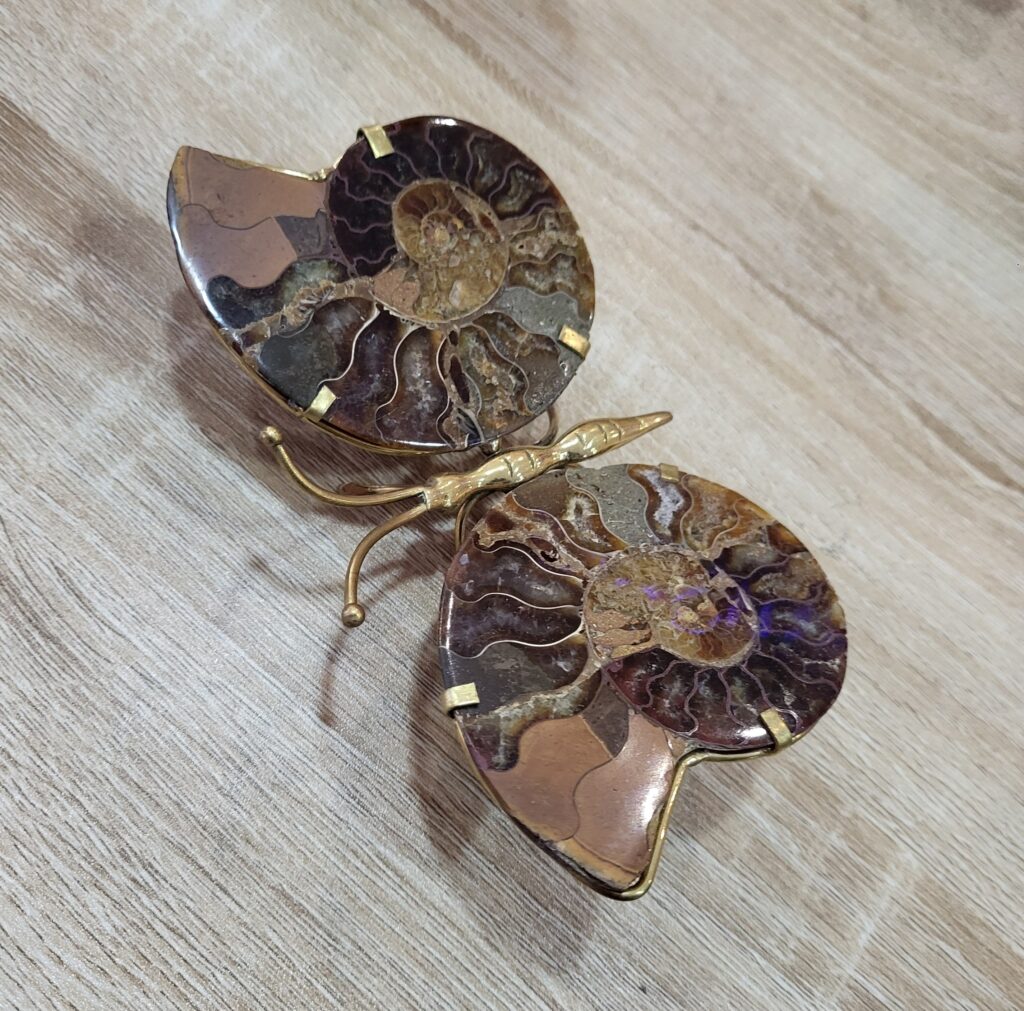 Papillon Ammonite